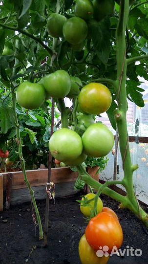 Семена томатов
