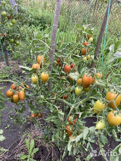 Семена томатов