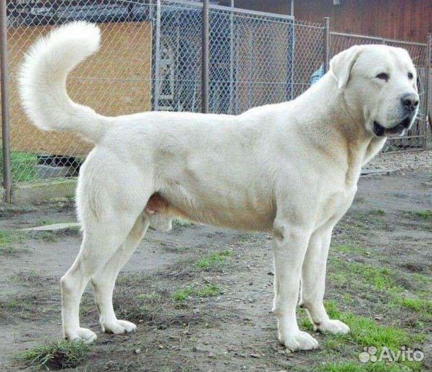 Передержка собак, кинология, выгул собак