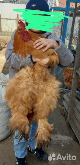 Цыплята суточные