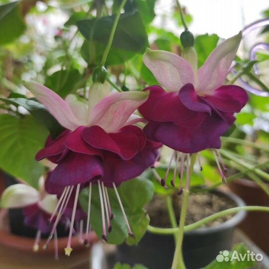 Фуксия Izabela Cieszynska