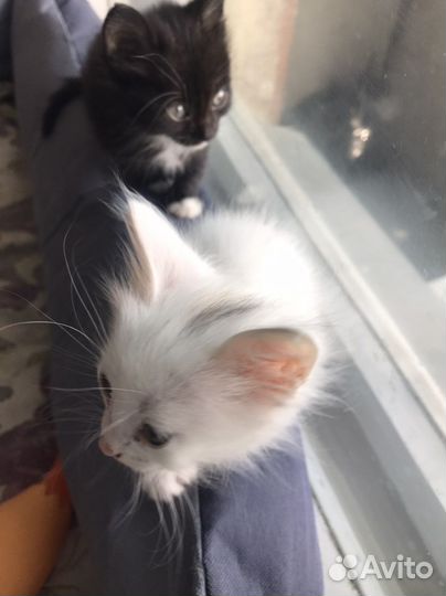Котятки