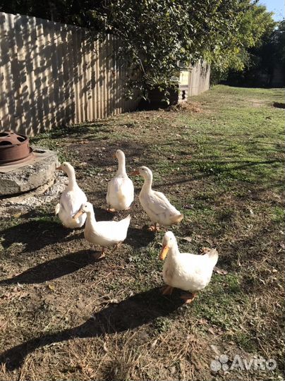 Утки муларды