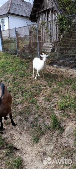 Коза дойная Чешская