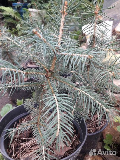 Саженцы ель голубая