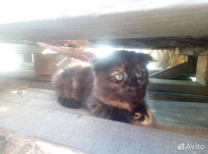 Кот и кошка