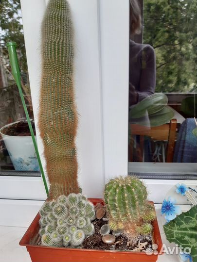 Кактусы композиция