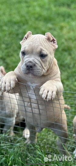 Мальчик Американского булли покет