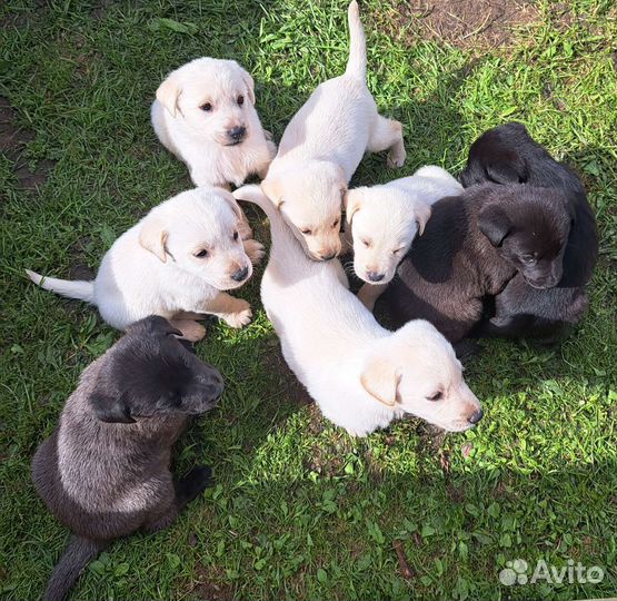 Щенки лабрадора