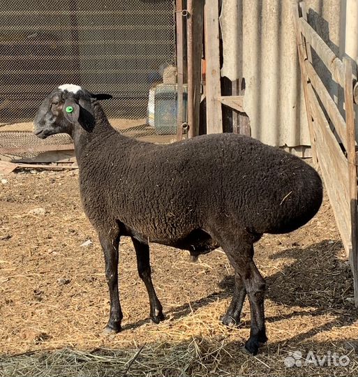 Гисары арашаны Бараны баранчики овцы ягнята