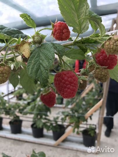 Ремонтантная малина