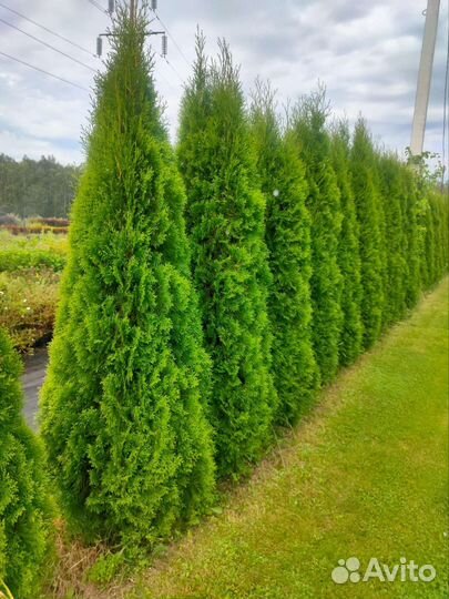 Туя сорта разные