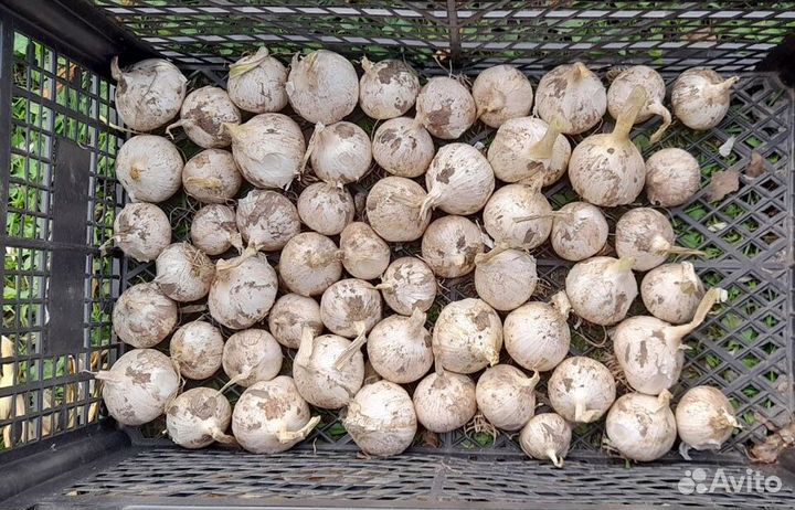 Чеснок Рокамболь