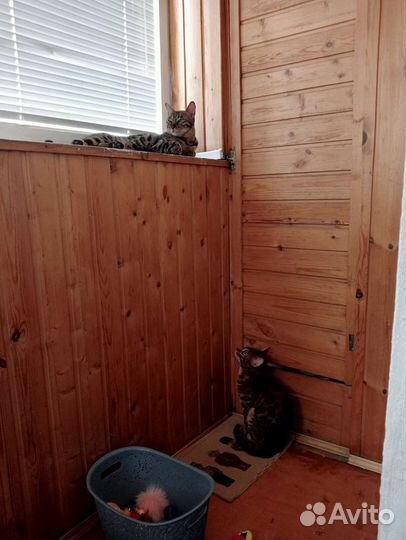 Вязка Бенгал