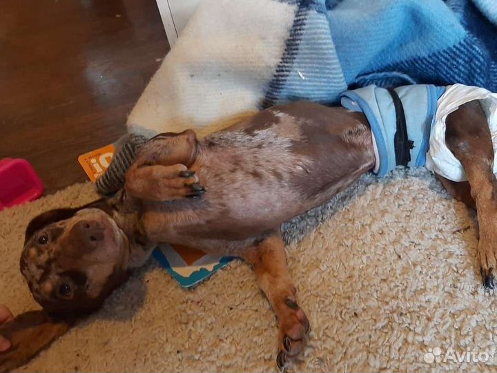 Домашний стационар.Догситтер.Дрессировка