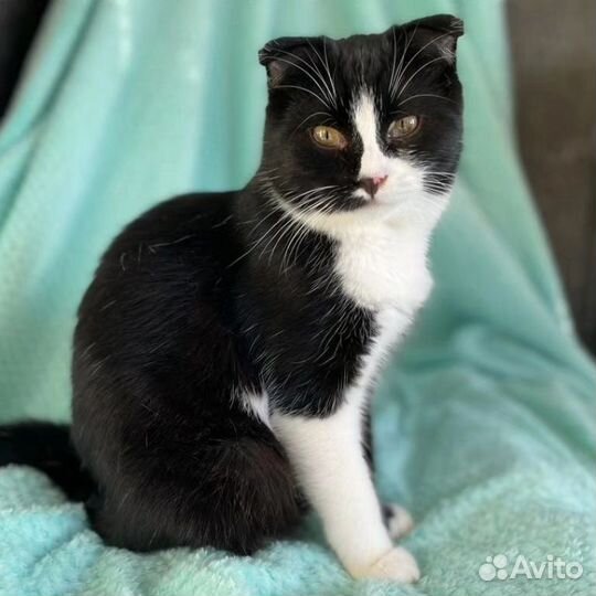 Вислоухий Бантик в добрые руки