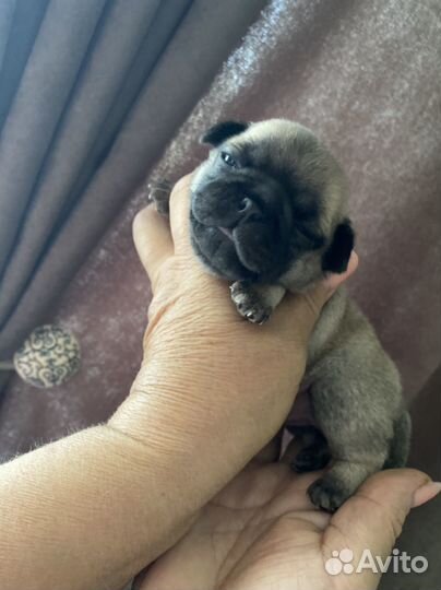 Щенки мопса