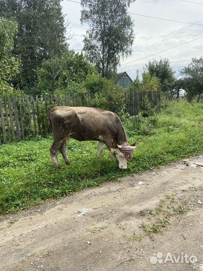 Продается дойная корова