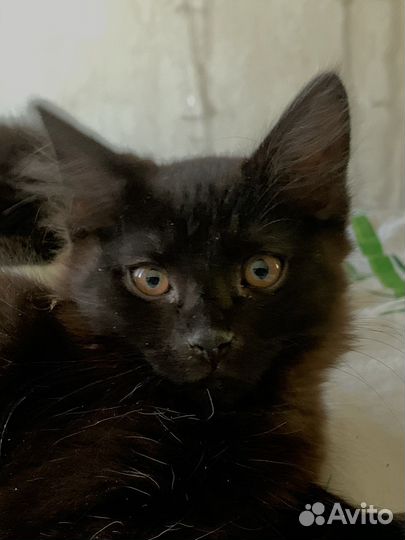 Чёрный котенок в добрые руки