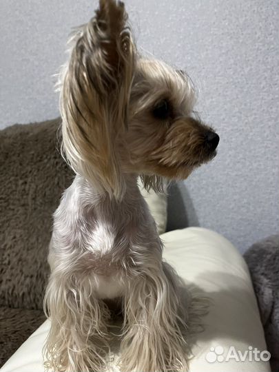 Передержка животных