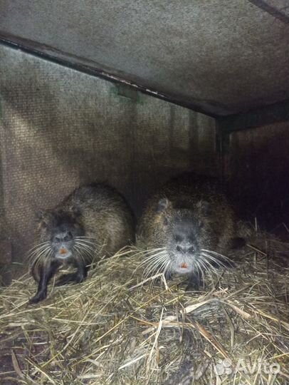 Продам нутрий