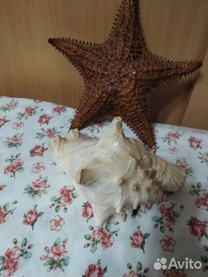 Морская звезда и ракушка