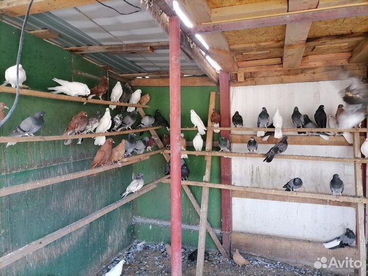 Николаевские голуби