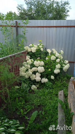 Гортензия метельчатая