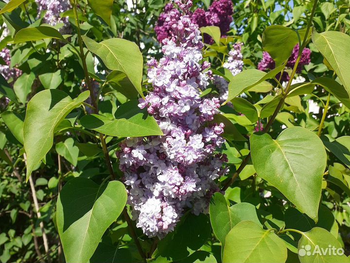 Цветы Многолетники разные