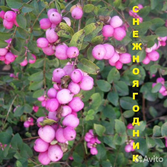 Саженцы Декоративных растений