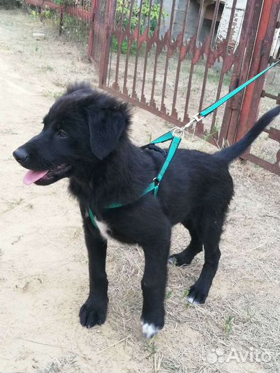 Собака в добрые руки отдам бесплатно
