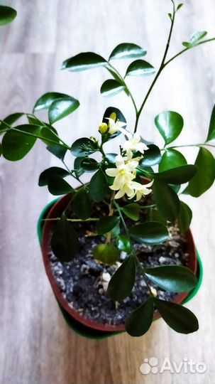 Мурайя, Аихризон, Фикус Бенджамина, Толстянка