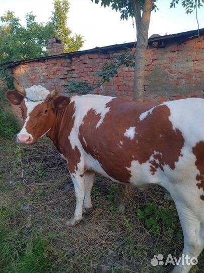 Корова голштинской породы, стельная