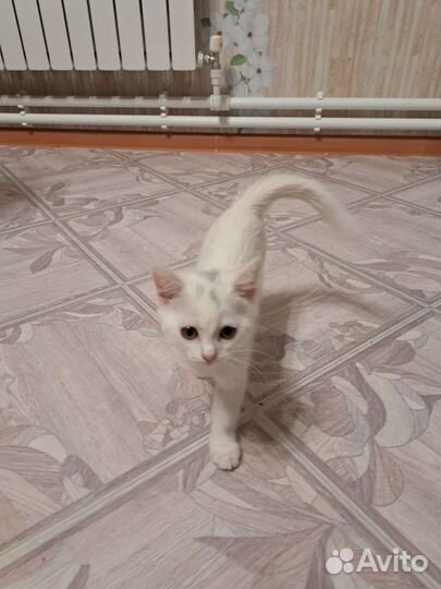 Котёнок простой девочка 2 месяца. К лотку приучена