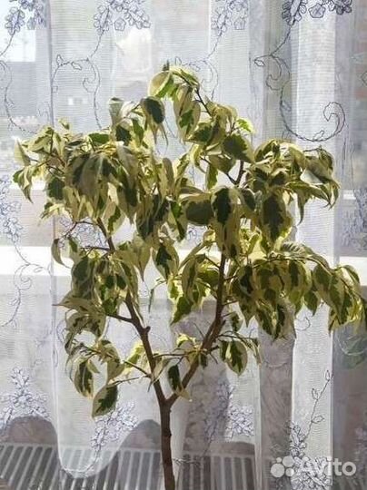 Фикус бенджамина