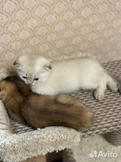 Продажа шотландских котят