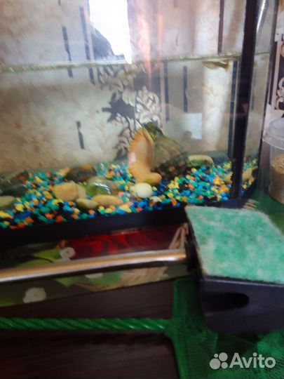 Аквариумные рыбки