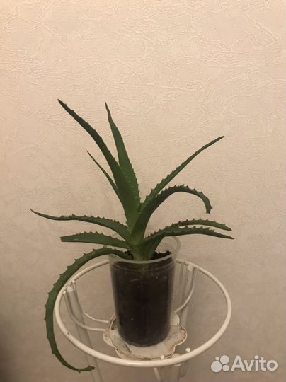 Алоэ лечебный