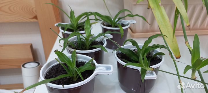 Хлорофитум