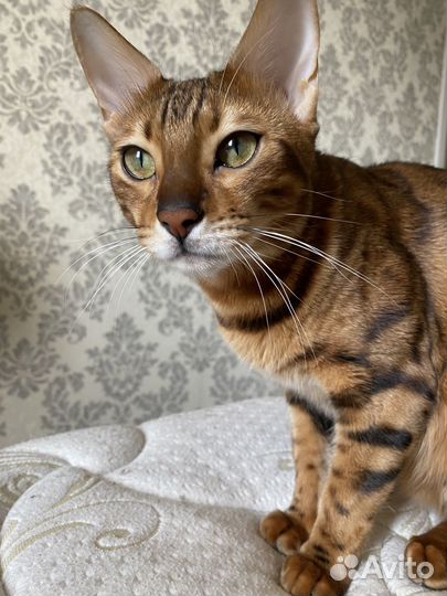 Бенгальская