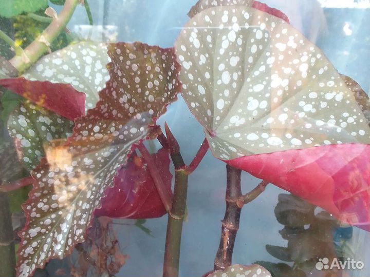 Комнатные растения цветы