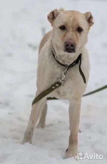 Гретта ищет дом