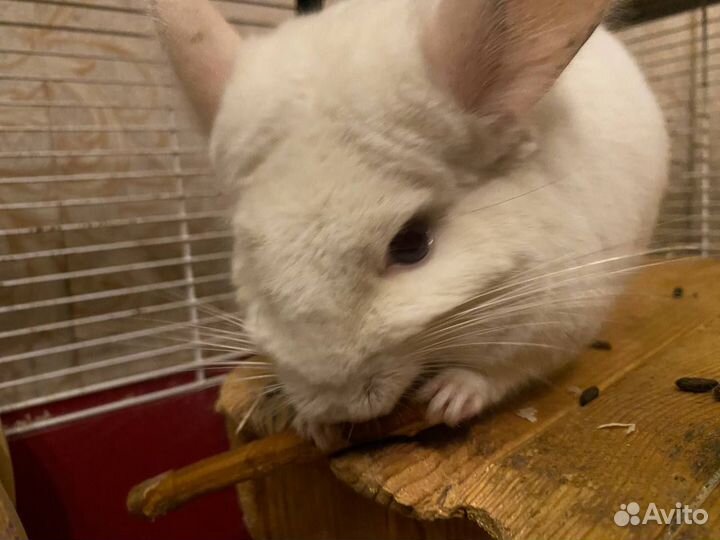 Шиншилла Белая