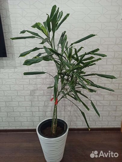 Пальма драцена