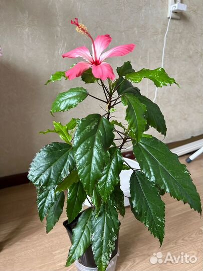 Гибискус пестролистный Купера