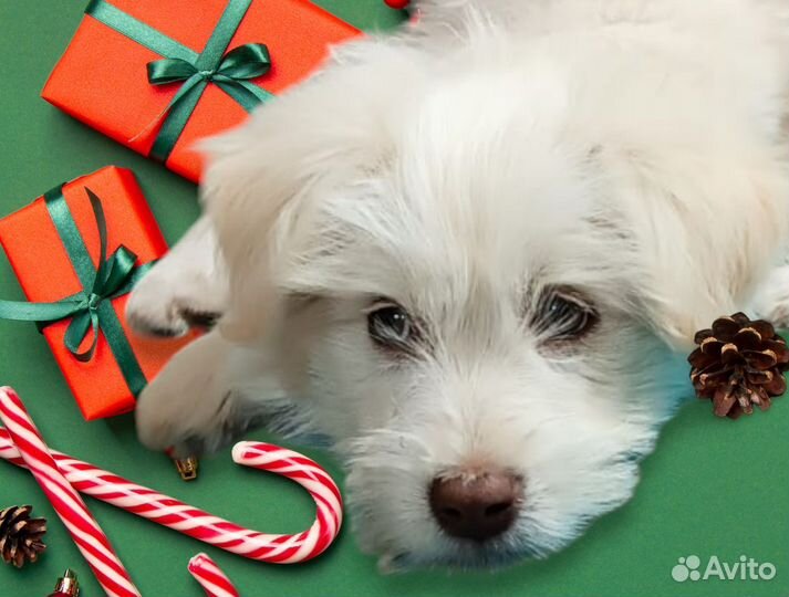 Пушистая девочка щенок