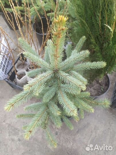 Саженцы яблони, груши, смородина, жимолость