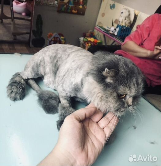 Стрижка кошек выезд на дом