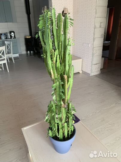 Кактус трехгранный