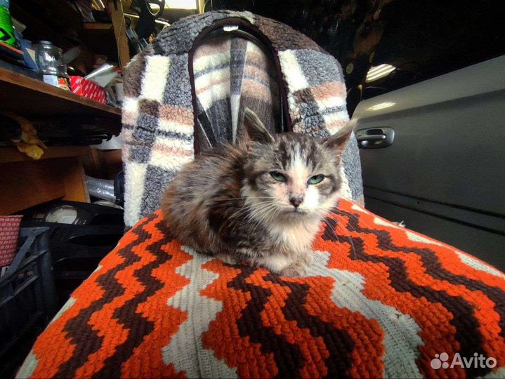 Сибирская кошечка